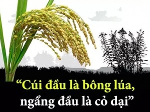 Học cách cúi đầu mới là đỉnh cao trí tuệ!