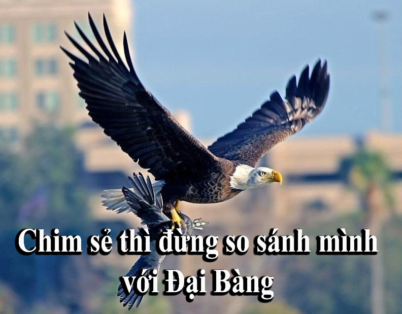 Đã là "Đại bàng" thì cần gì quan tâm tới cái nhìn của "Chim sẻ"